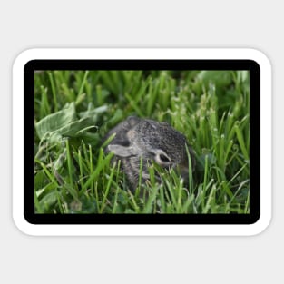 Baby Bunny Sticker